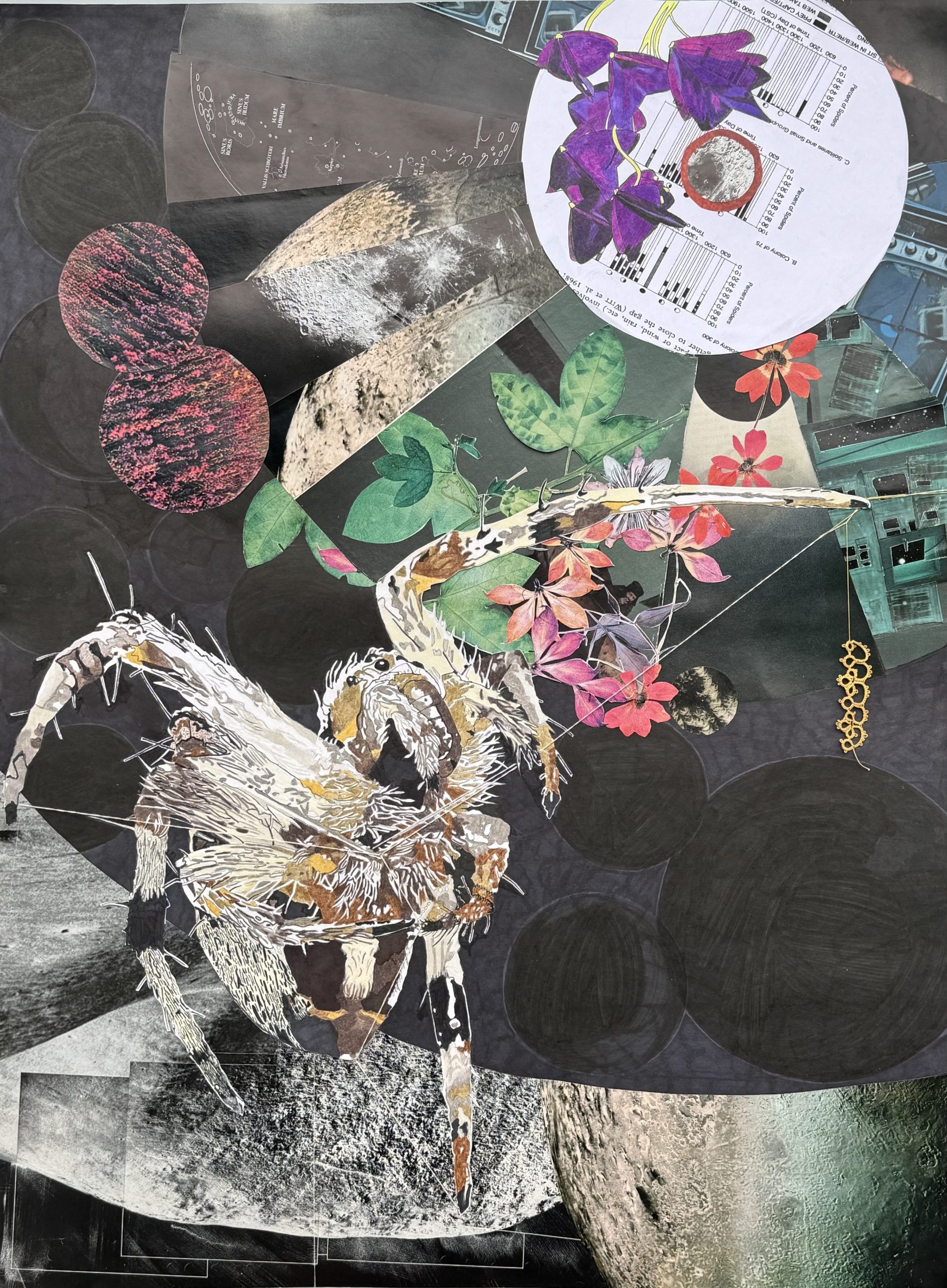Mixed media drawing and collage showing a colonial orbweaving spider taking its web down during an eclipse.